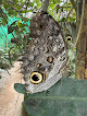 Mariposario Nathaly Mindo